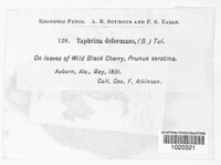 Taphrina deformans image